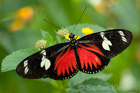 267 Doris-Falter - Heliconius doris